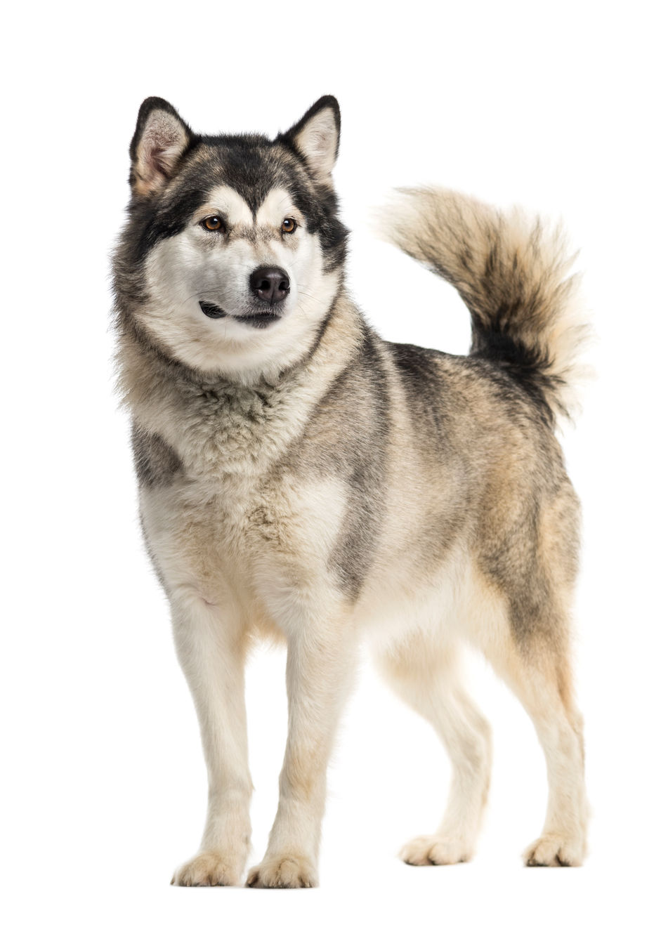 Alaskan Malamute adult in black and white