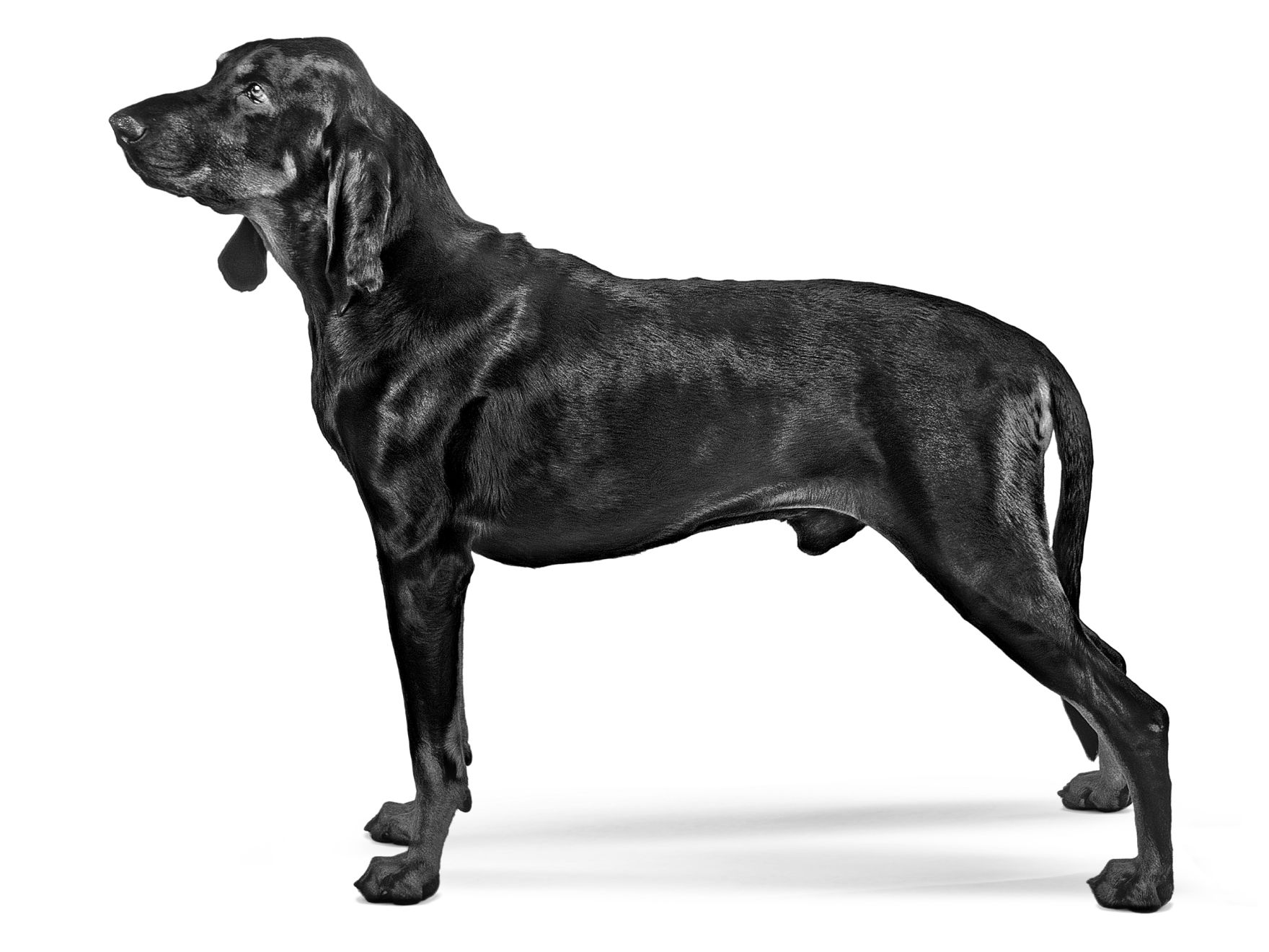 black-and-tan-coonhound-adult-black-and-white