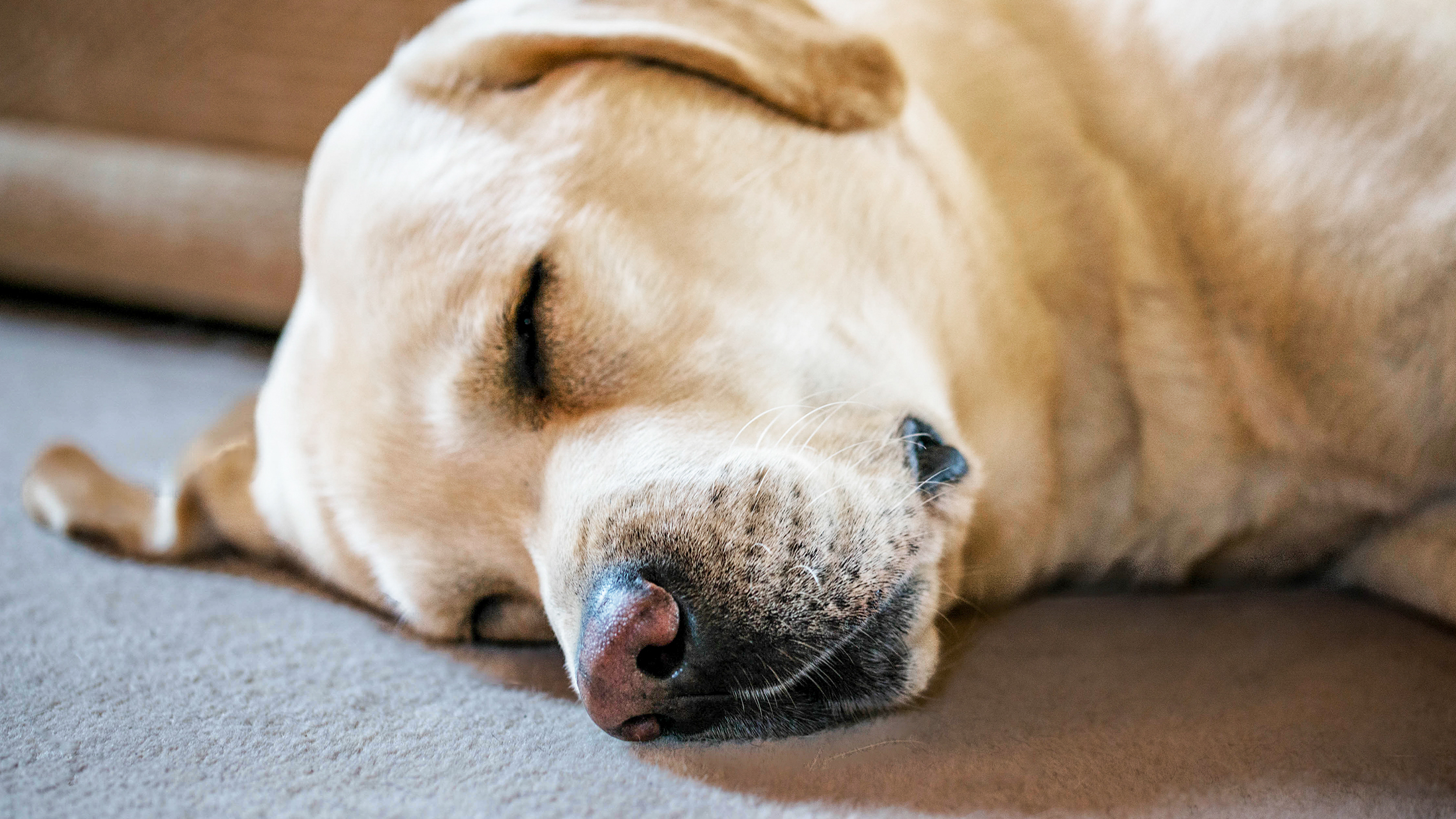 Volwassen Labrador Retriever binnenshuis slapend op het tapijt.