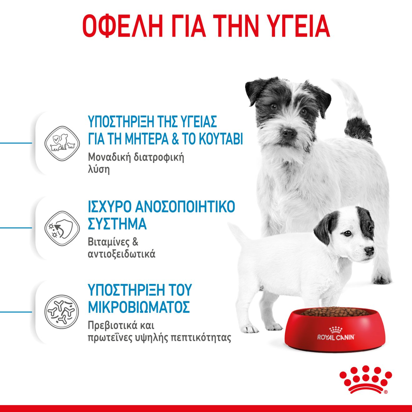 STARTER Mother & Babydog - MINI