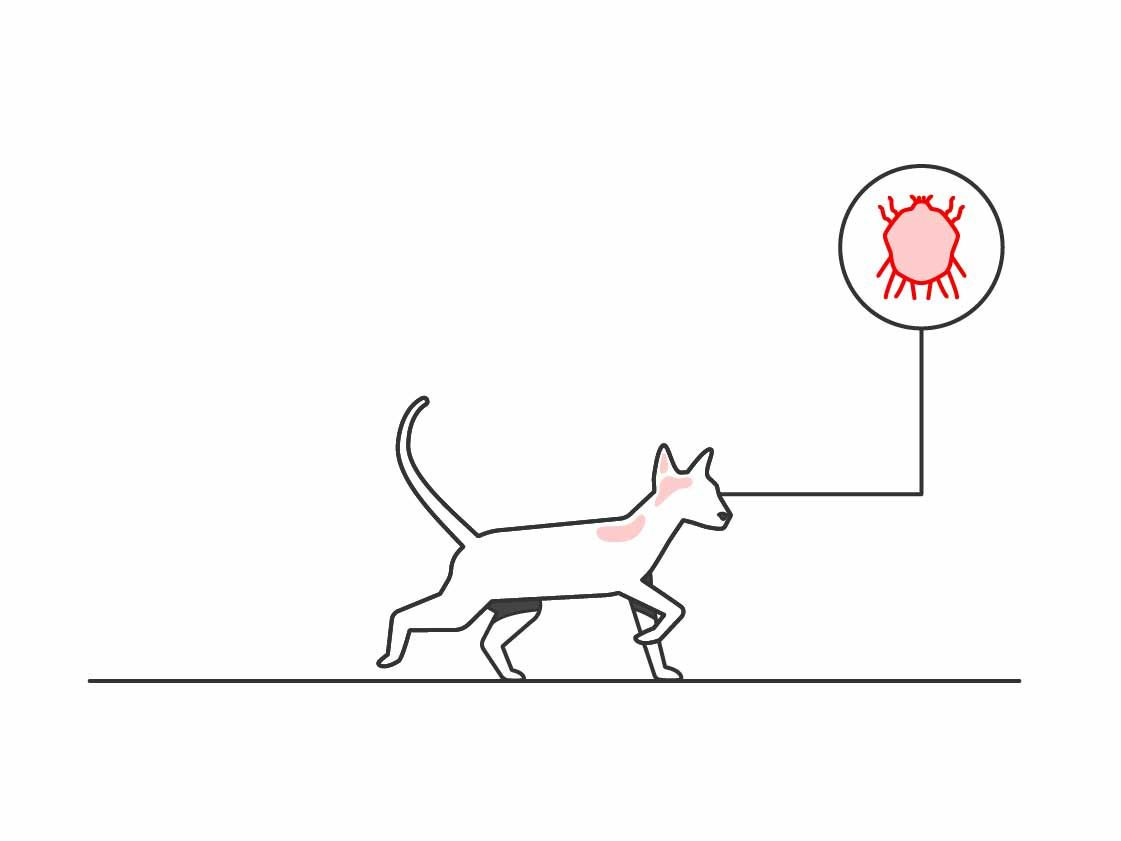 illustration of parasite on cat