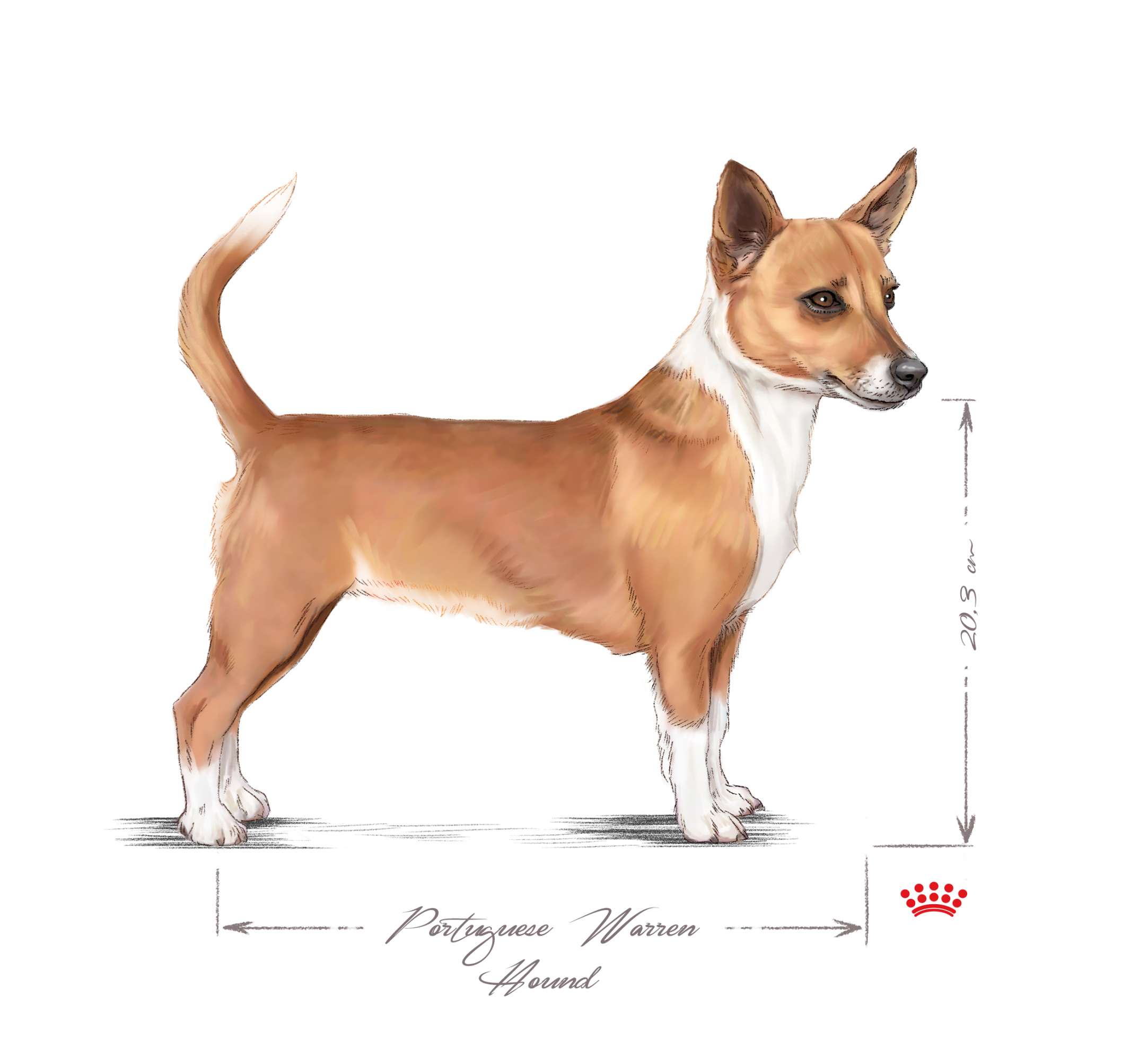 Portuguese Warren Hound - Portuguese Podengo adult black and white