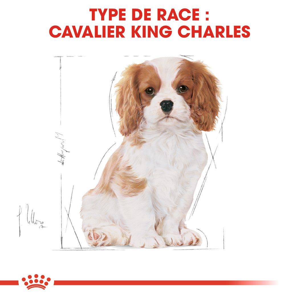 Chiot Cavalier King Charles