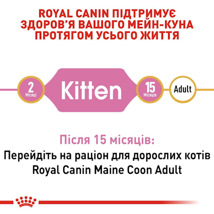 RC-FBN-KittenMaineCoon_2-UA.jpg