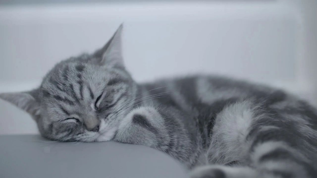 5 tips til kostvaner for kattungen din