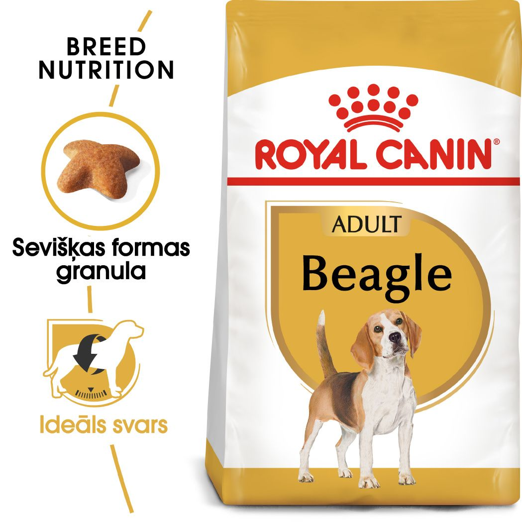 Beagle Adult 