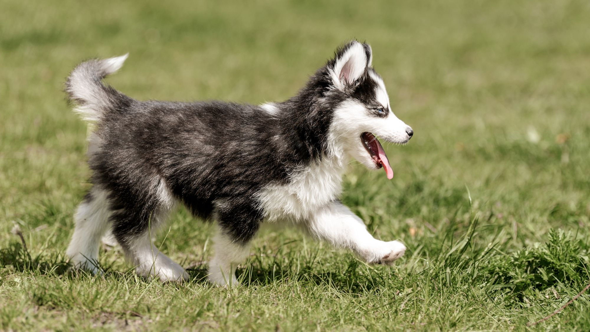 Husky puppy walking outdoors through grass