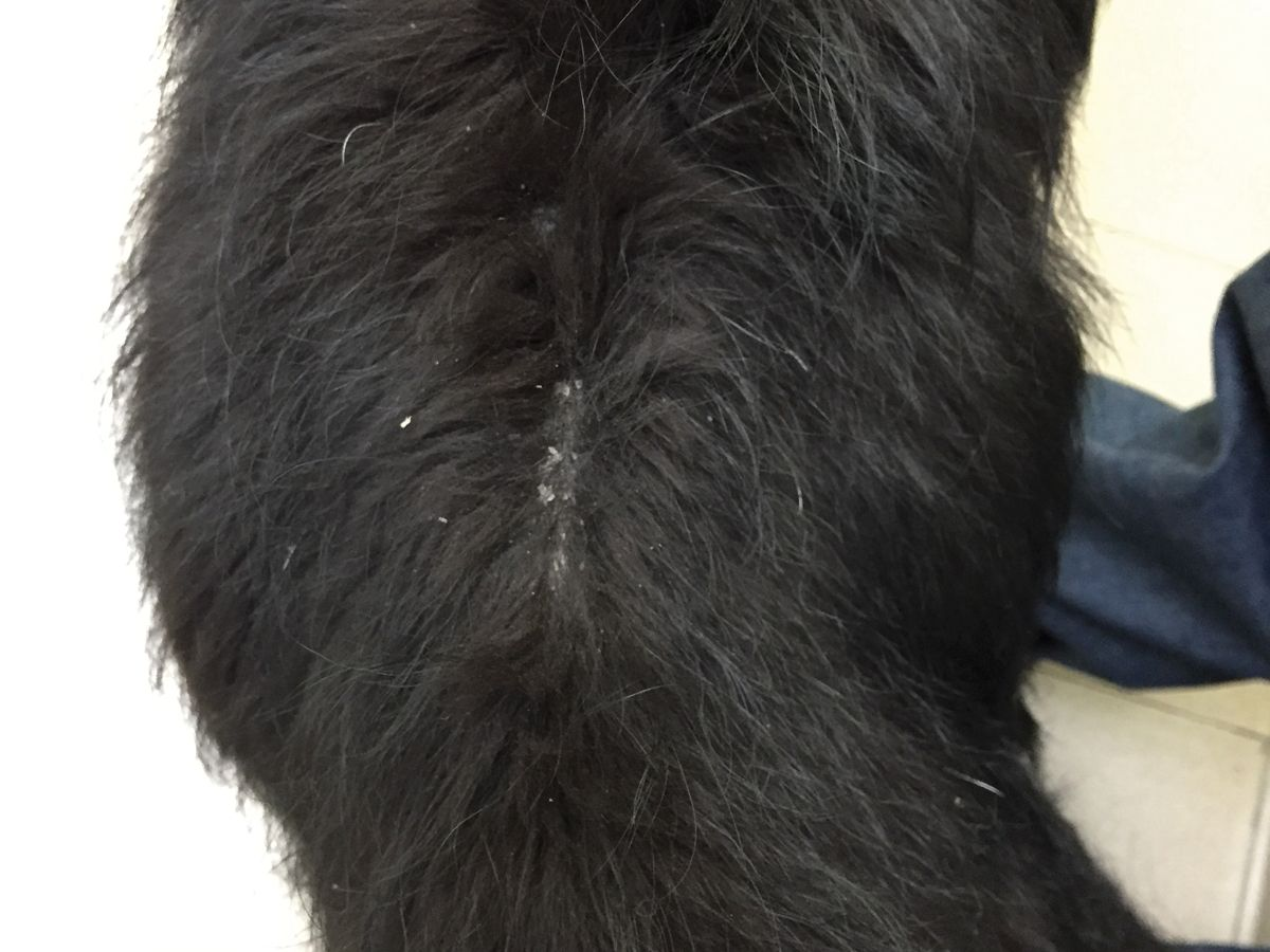 Exocrine pancreatic insufficiency in dogs Vet Focus