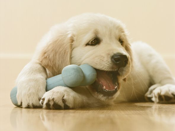 Cachorro de Golden Retriever masticando un hueso