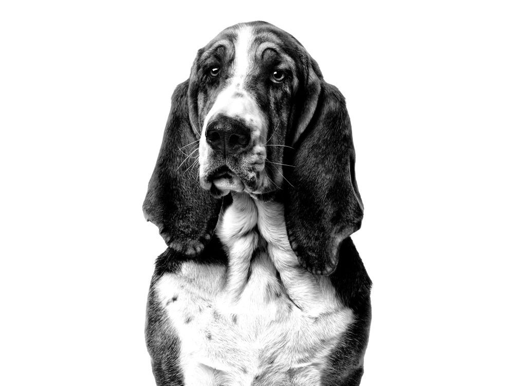 Portrait de basset hound noir et blanc