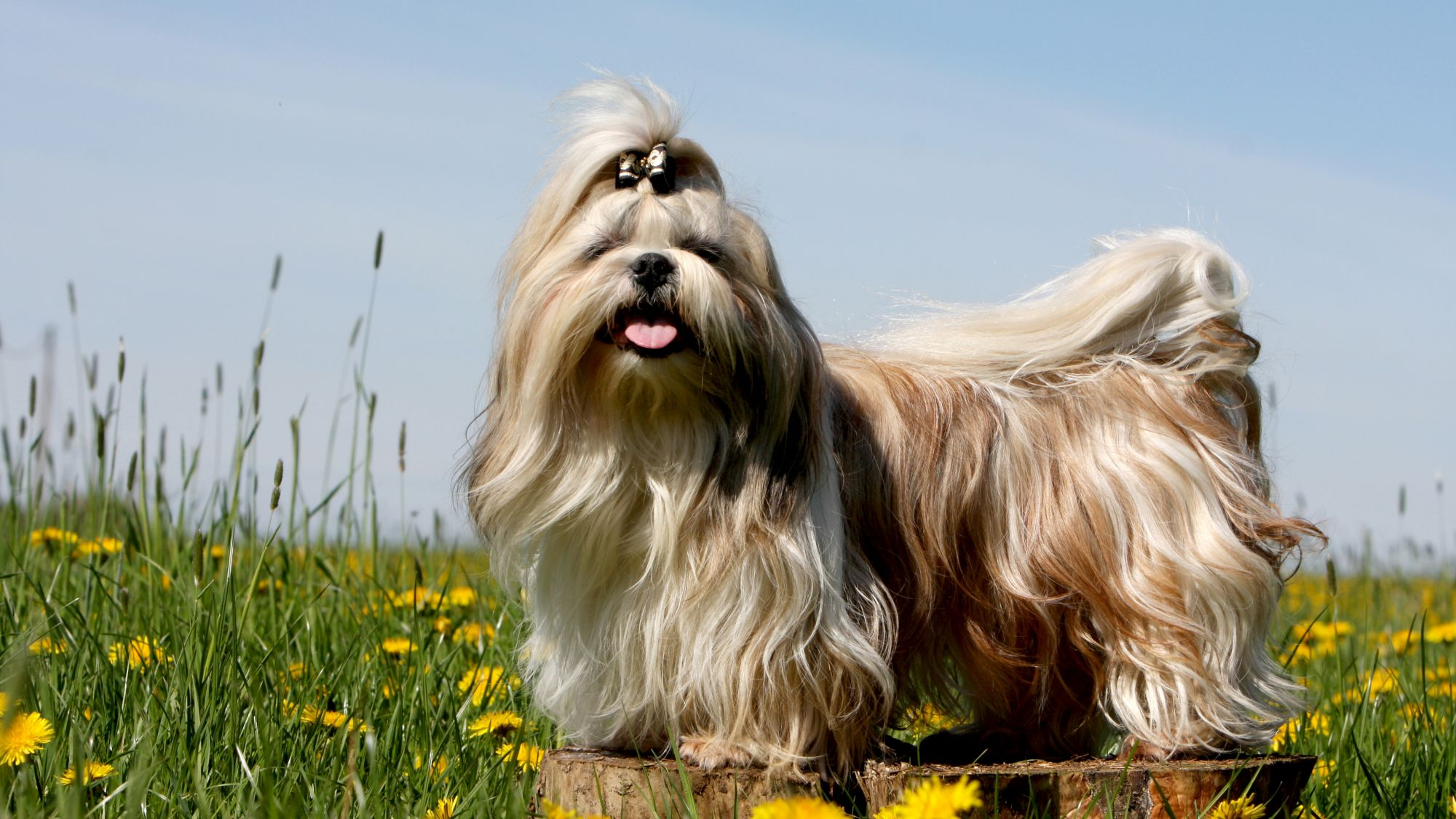 Shih Tzu standing on tree stump amongst yellow flowers