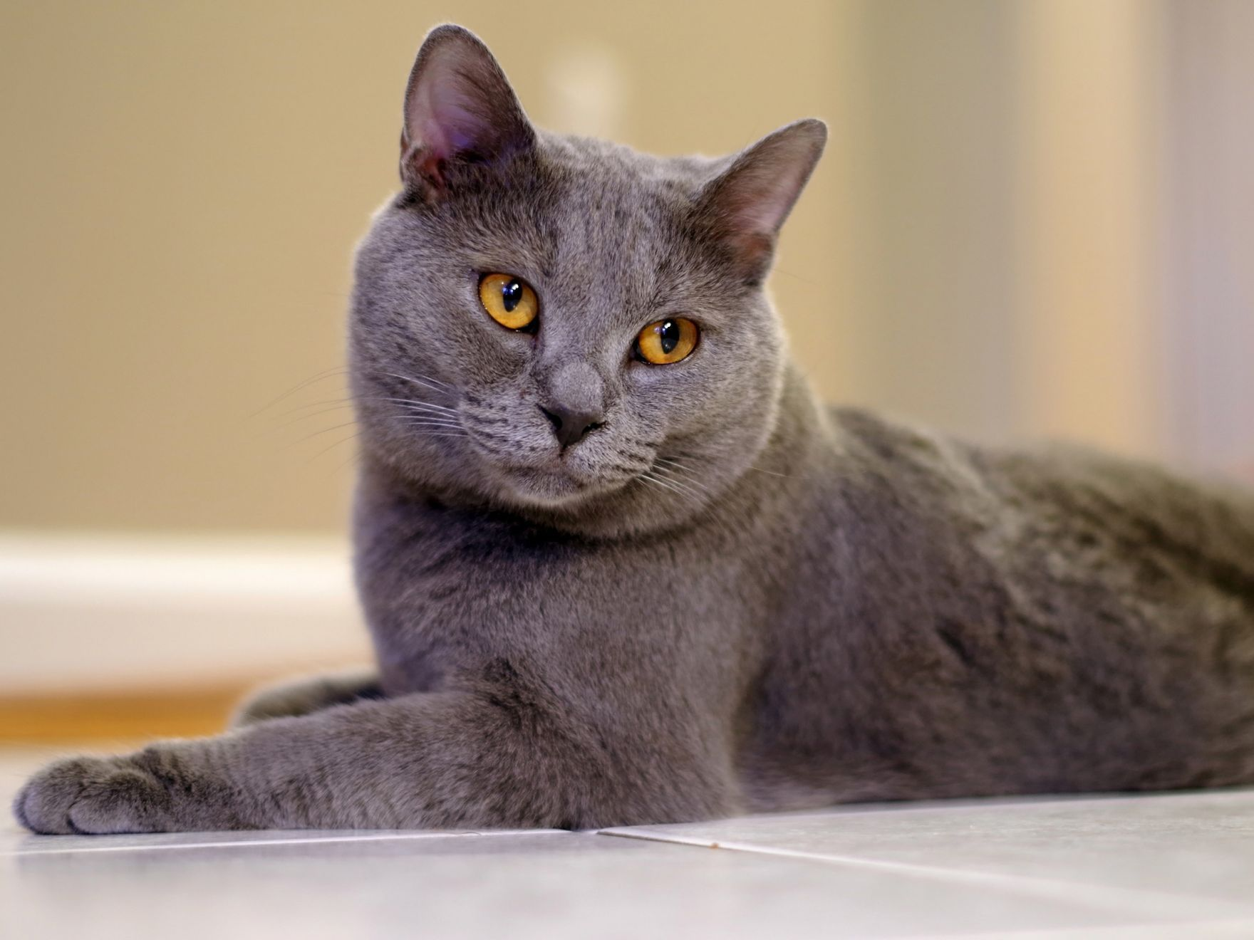 chat chartreux gris allongé sur le sol