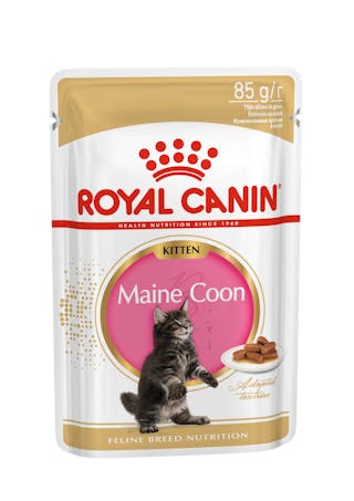Maine Coon Kitten in Gravy