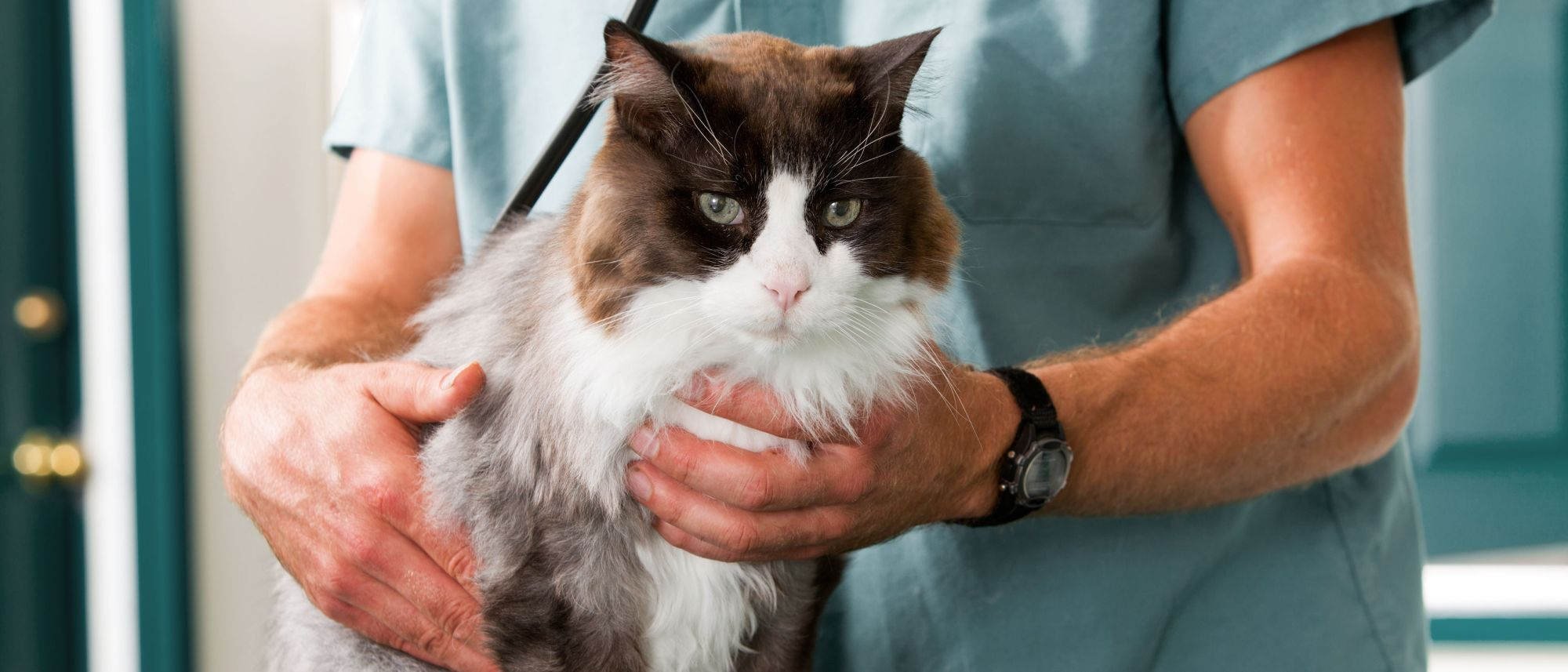 White and brown cat being held and checked by a vet