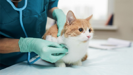 gato en el consultorio veterinario