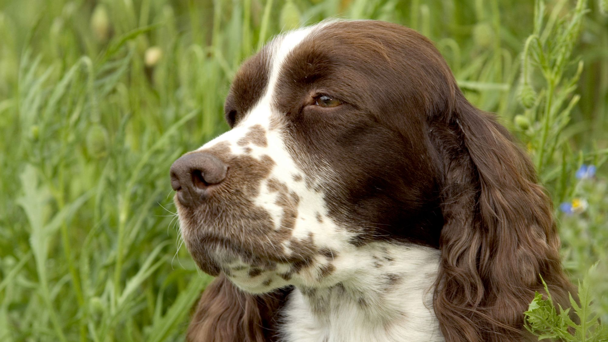 english-springer-spaniel