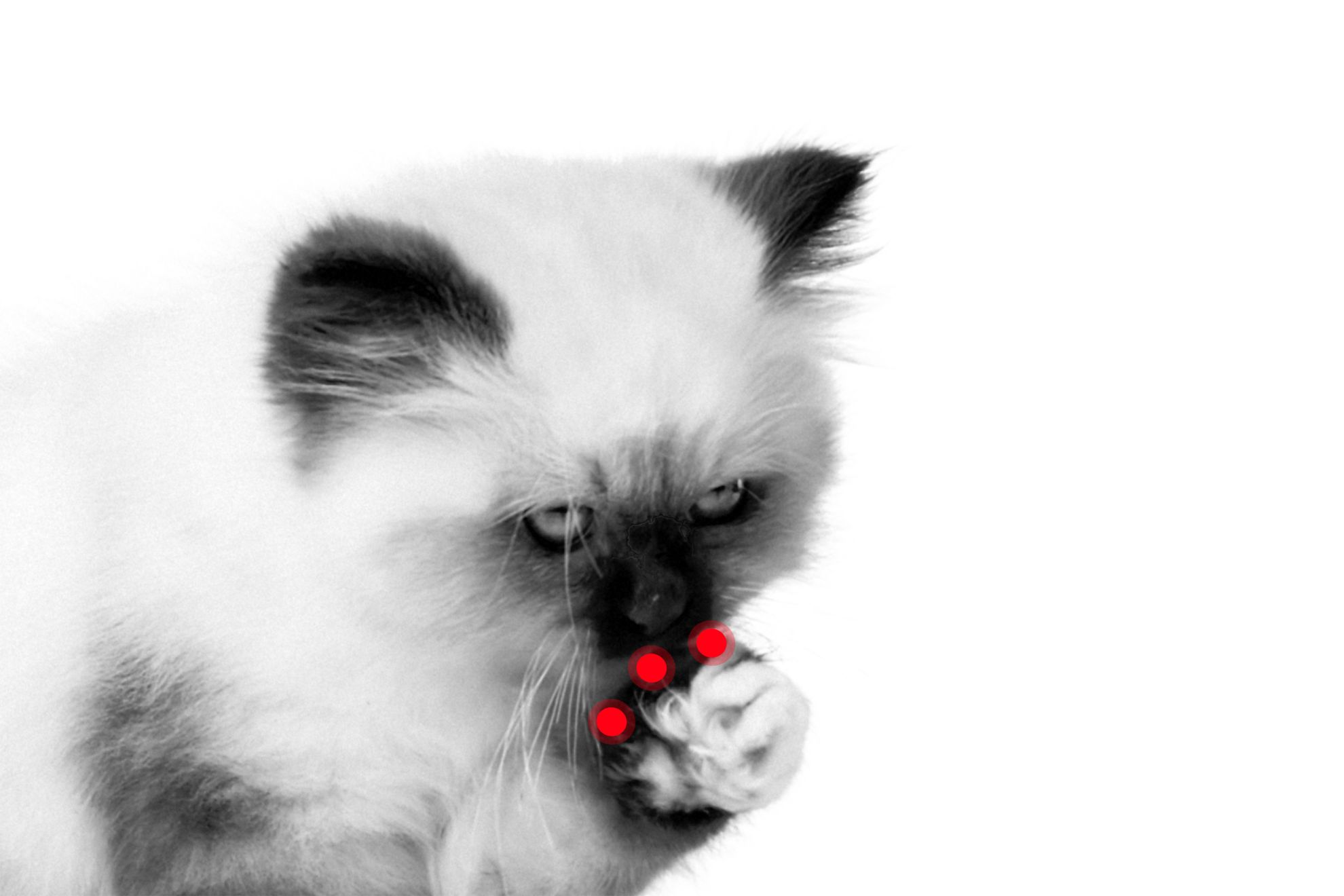 Heilig Birmaan kitten