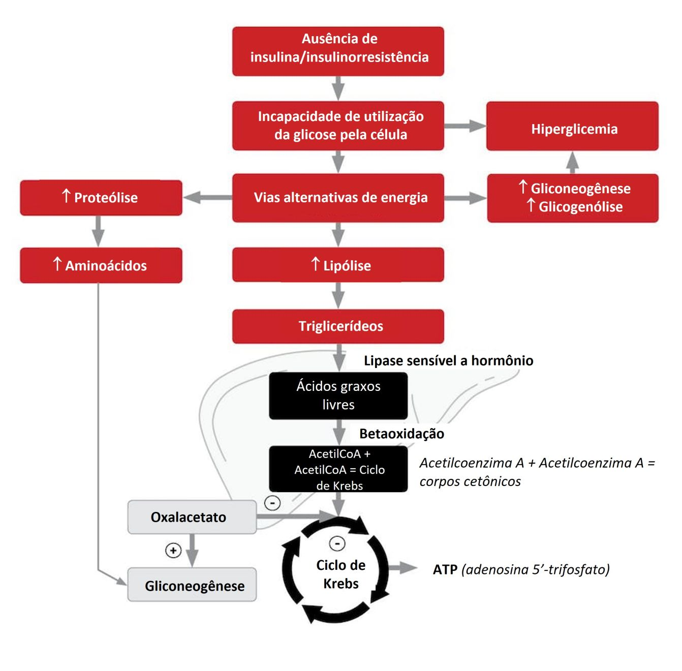 Vias metabólicas envolvidas na CAD