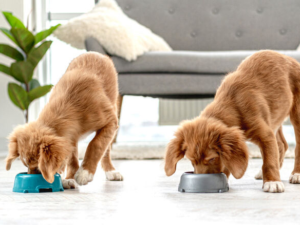 Twee tollerpuppy's eten uit eetbakjes op de vloer thuis