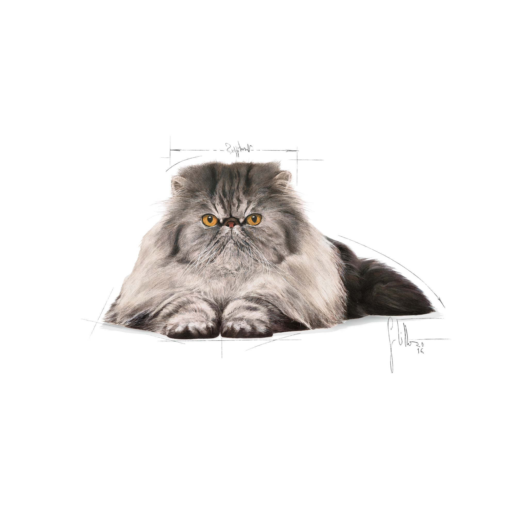 Royal canin persian 30 10 clearance kg