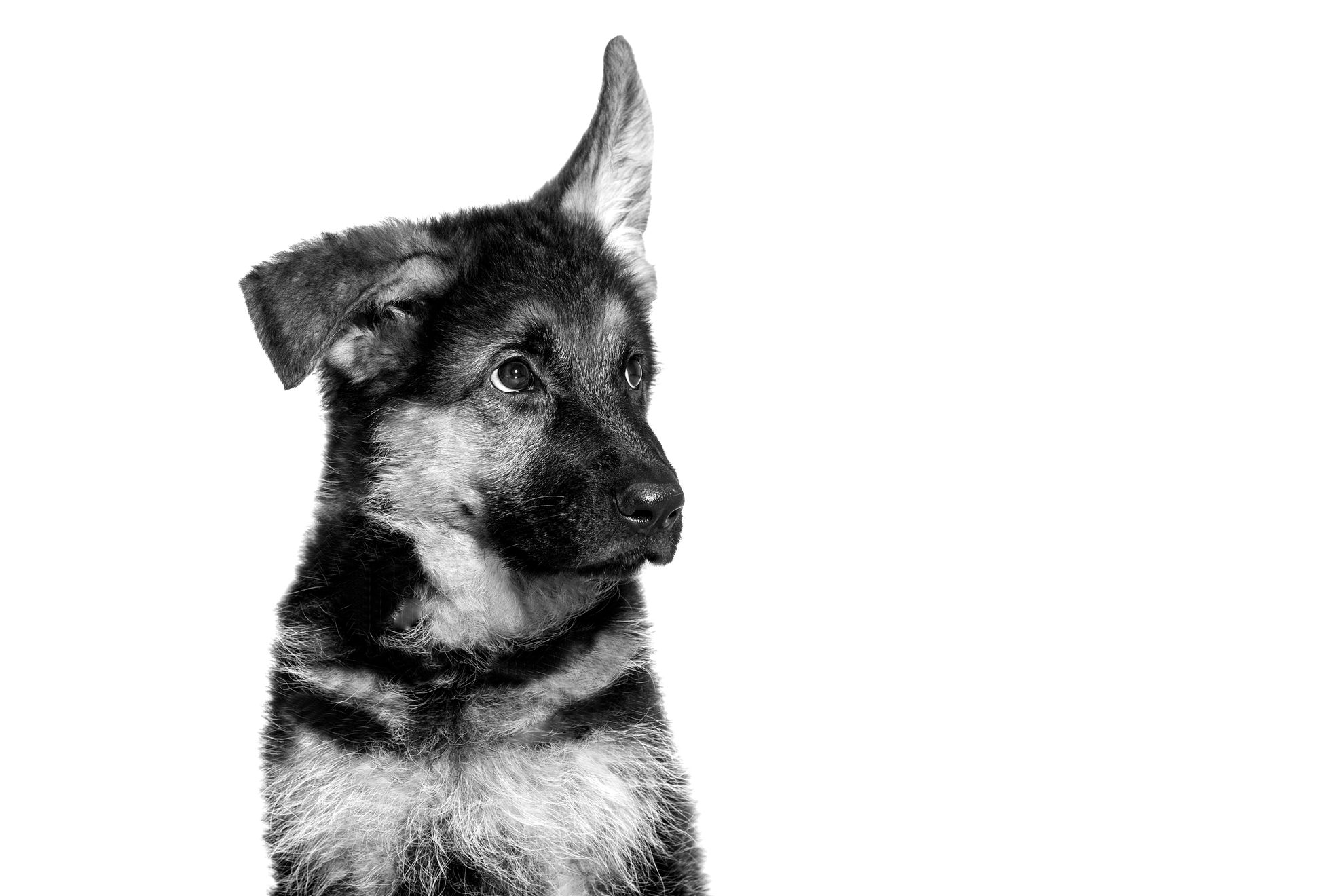 Cachorro de Pastor Alemán sentado, en blanco y negro sobre un fondo blanco