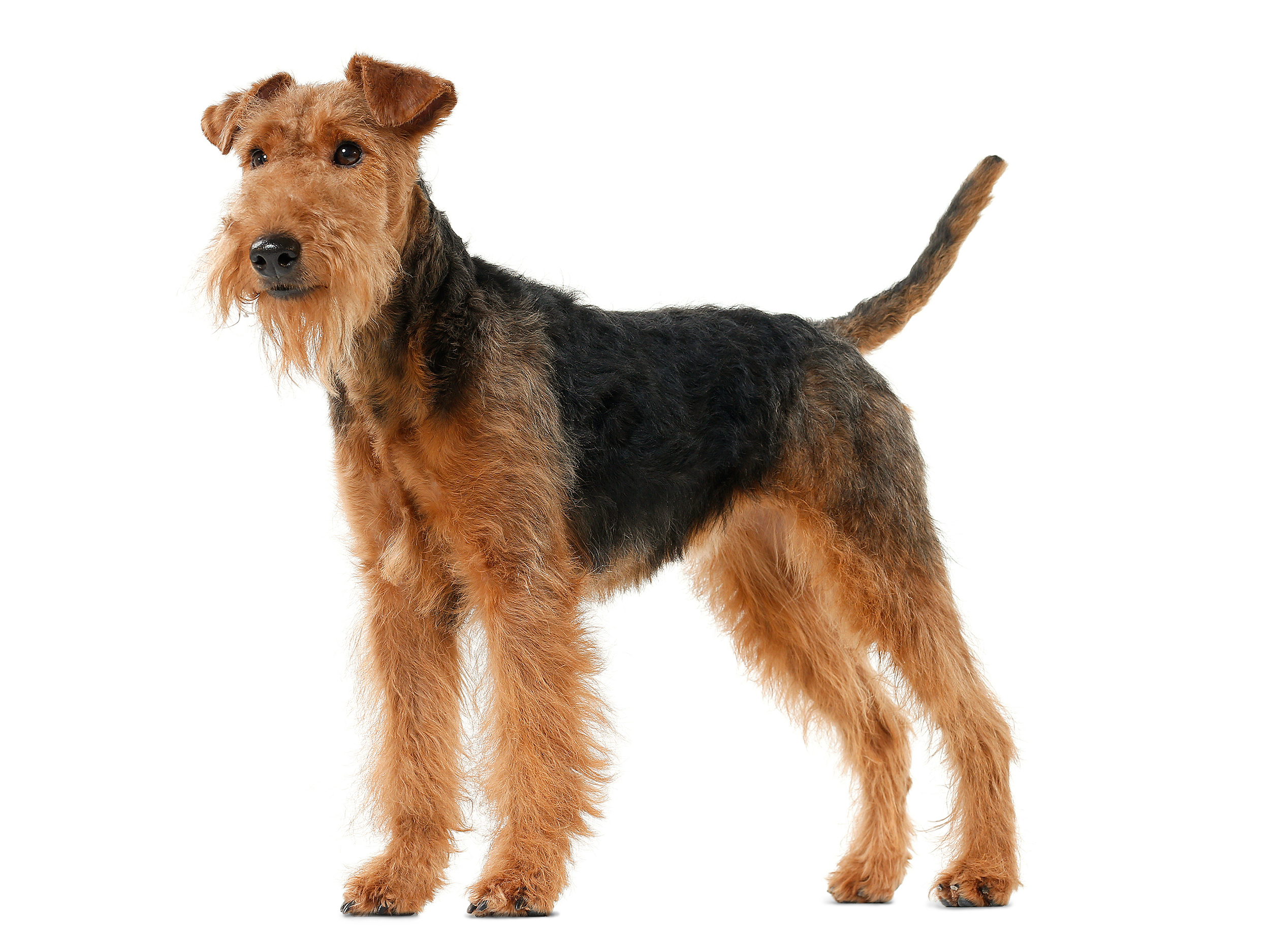 Welsh Terrier adult black and white