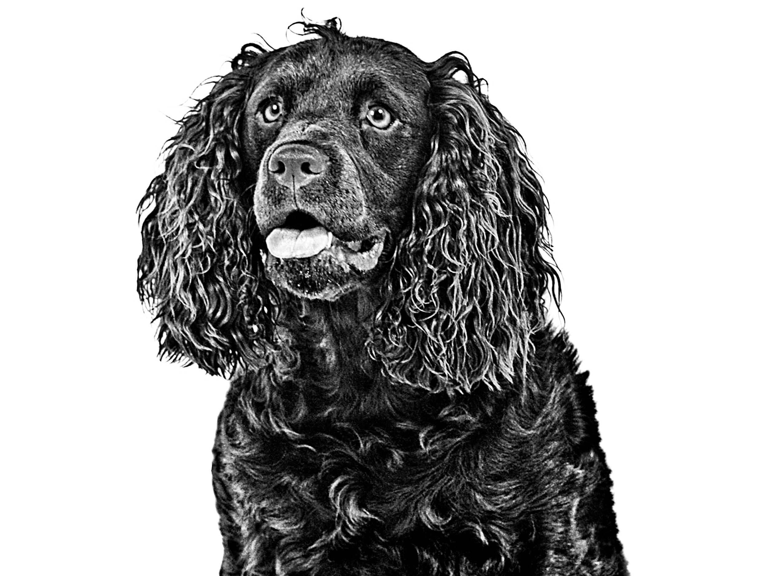 American Water Spaniel adult in black and white
