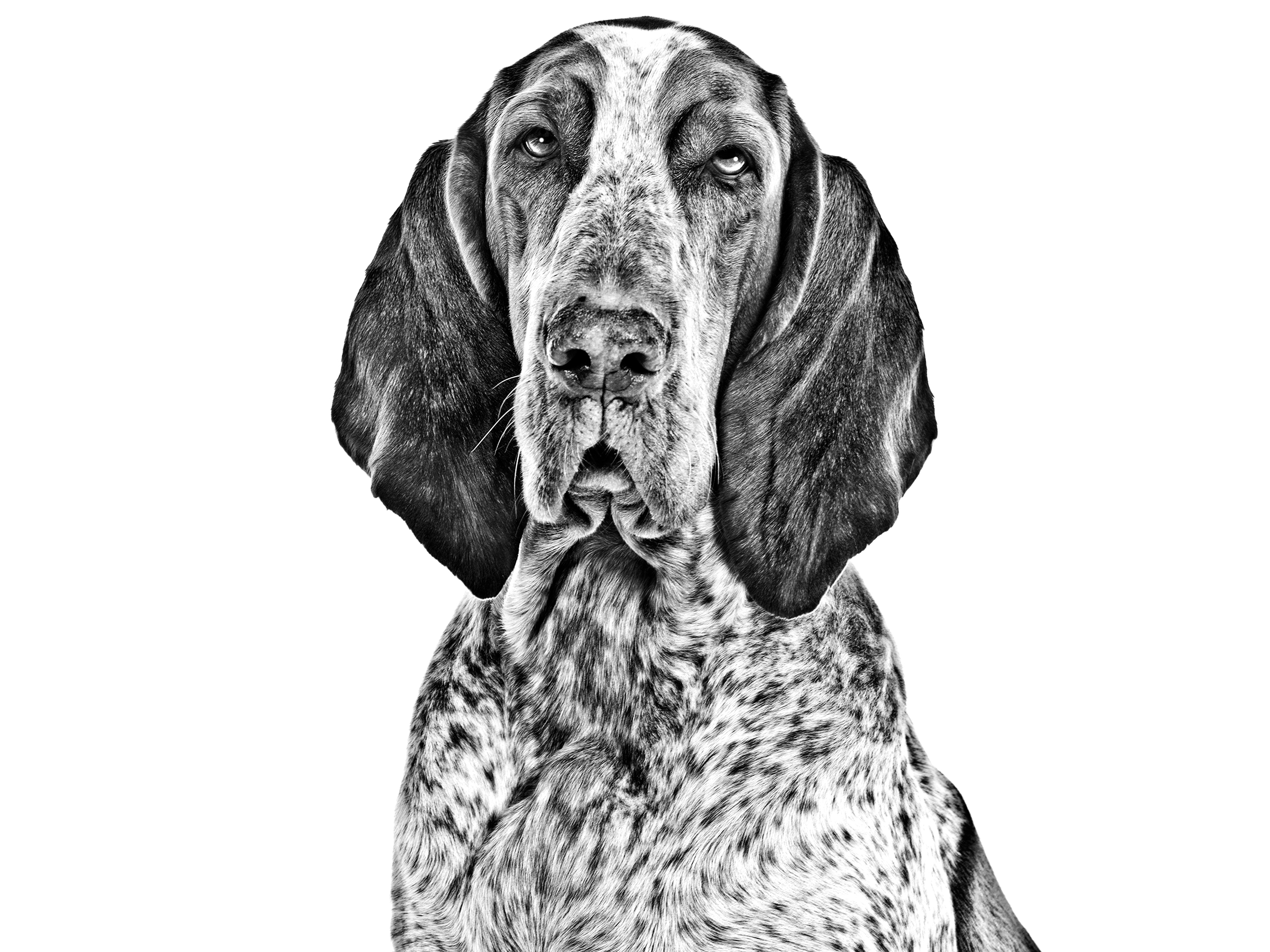 Italian Pointing Dog adult black and white