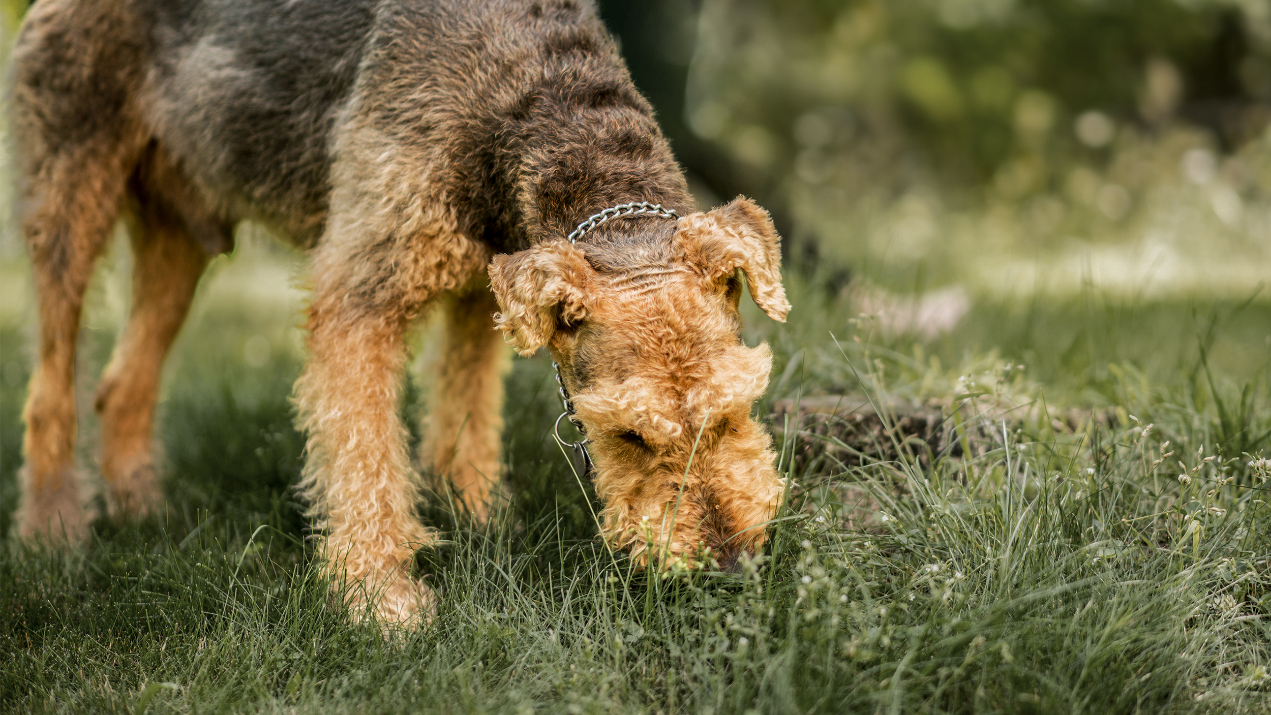 สุนัขโตเต็มวัยพันธุ์แอรีเดล เทอร์เรีย ยืนกลางสนามและก้มลงสูดดมพื้นหญ้า