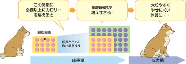 よくある質問 ロイヤルカナン