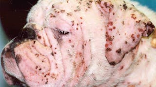 Dermatologiczne objawy choroby układowej
