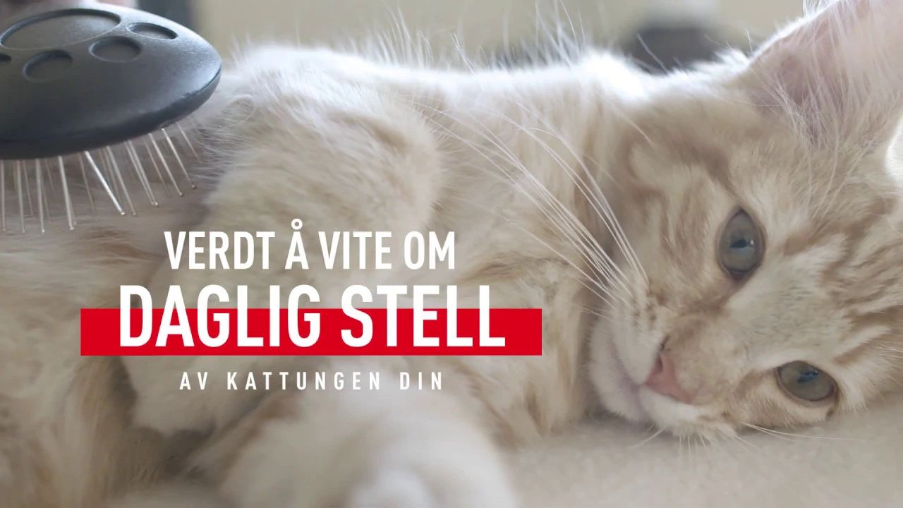 Verdt å vite om daglig stell av kattungen din