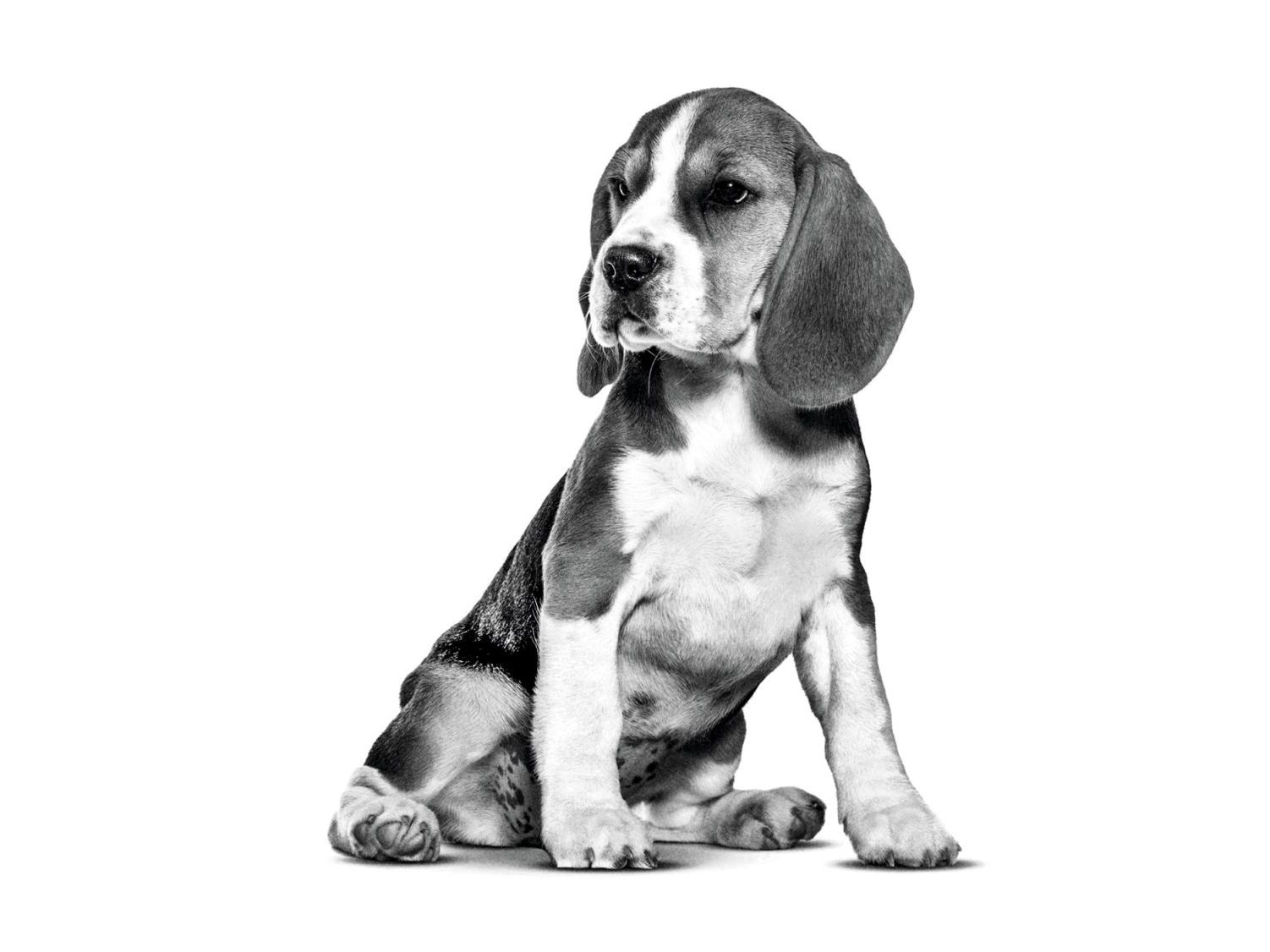 Beagle Royal Canin BE