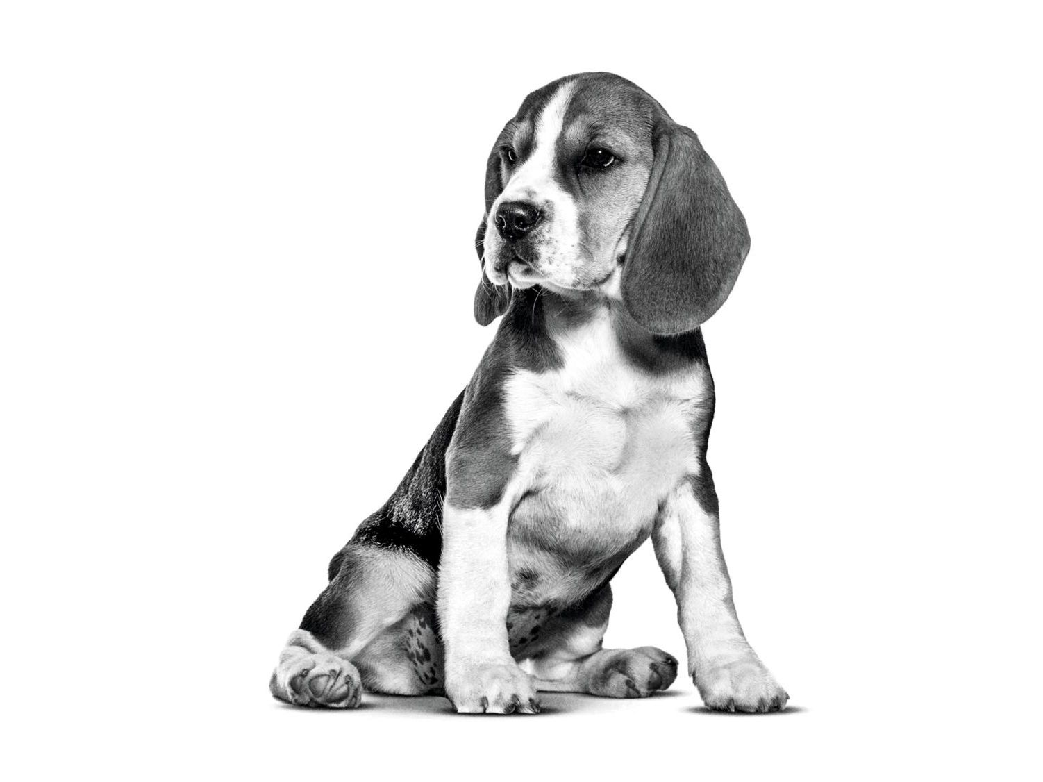 Beagle puppy sitting in black and white