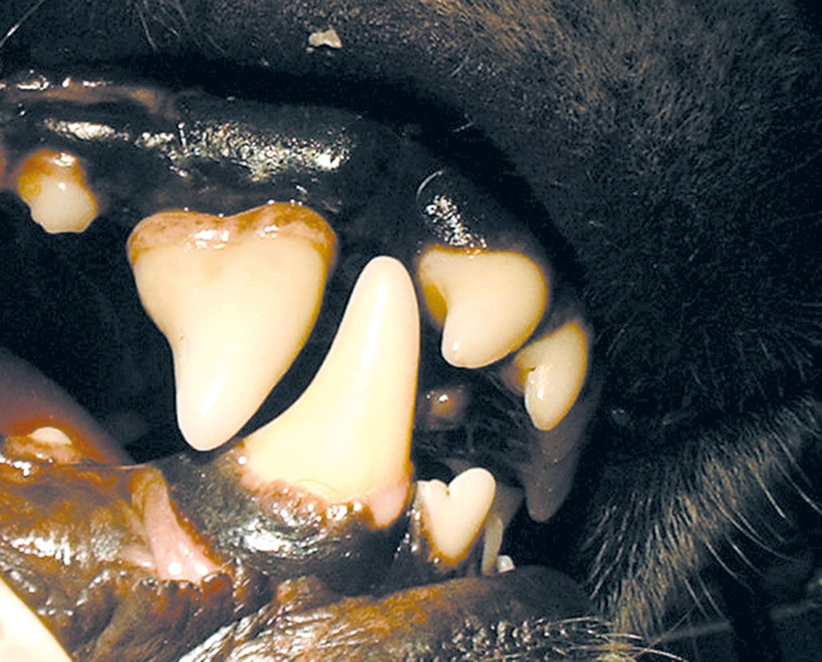 can dogs get dental implants