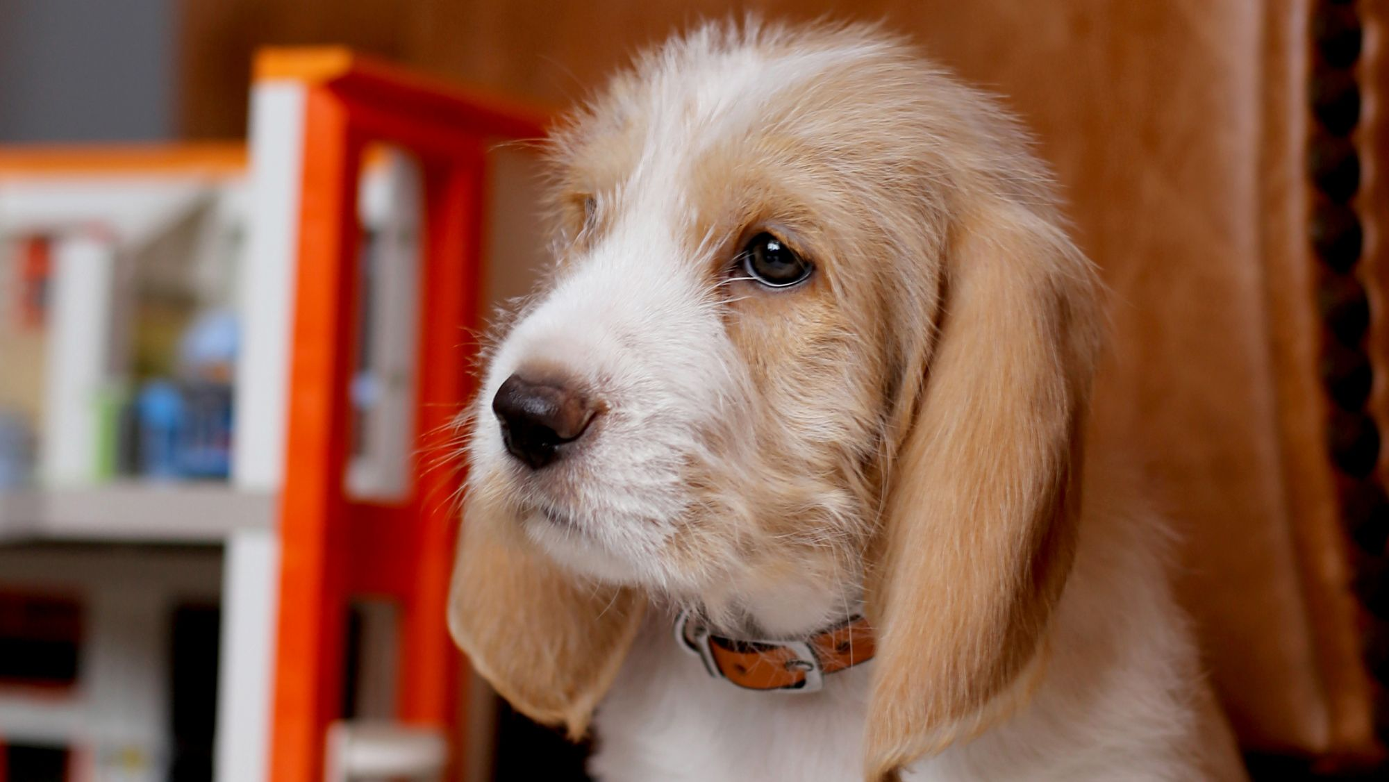 Close-up of a Grand Basset Griffon Vendeen puppy