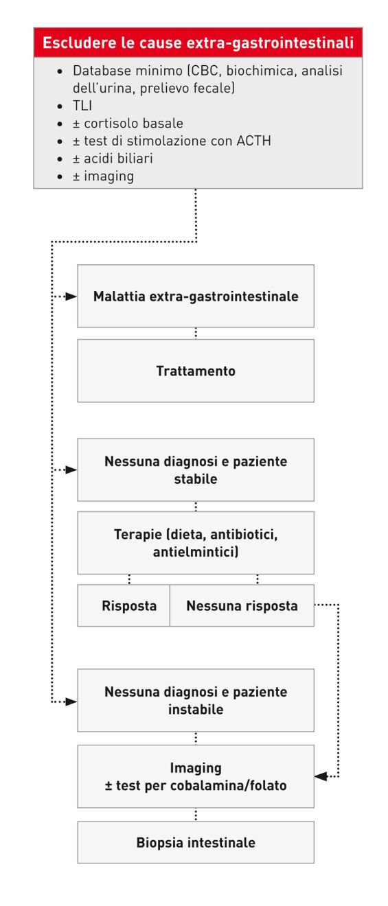 Approccio diagnostico nel cane con diarrea cronica dell'intestino tenue.