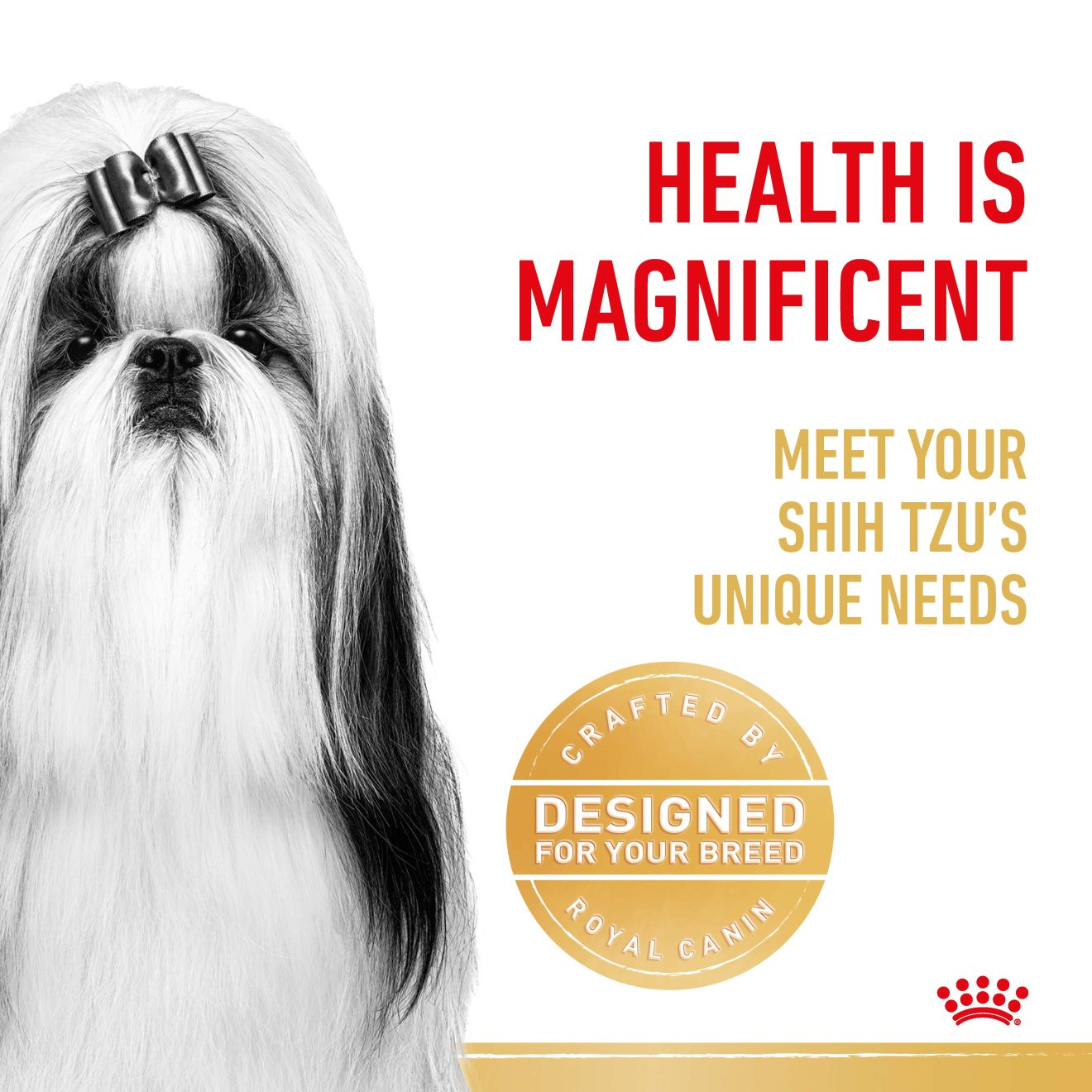 Shih Tzu Adult