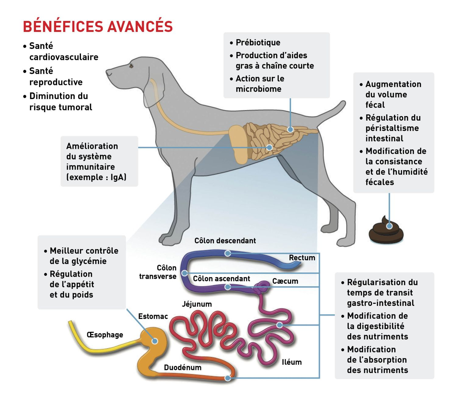 fibres alimentaires 