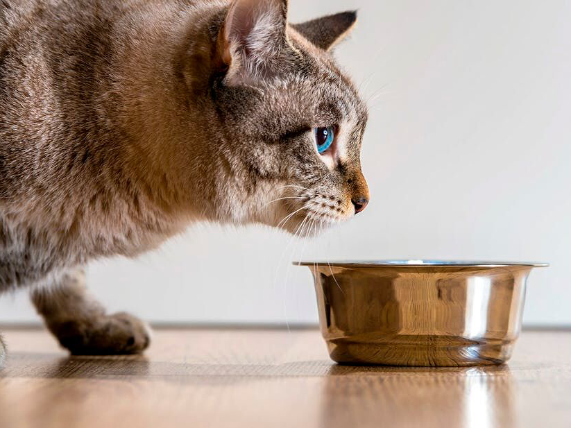 Gato con un comedero sobre suelo de madera 