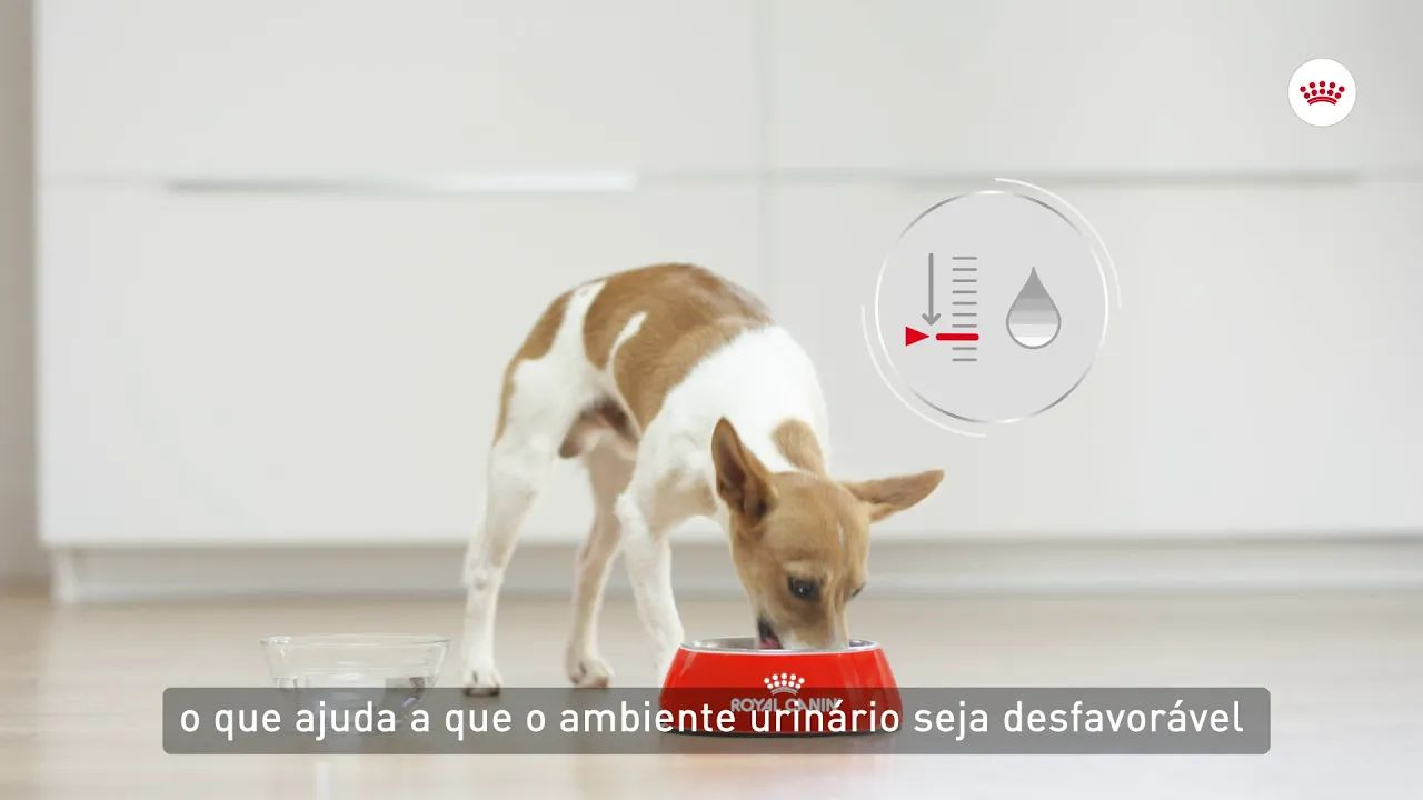 Royal Canin Urinary Care - Cuidado do sistema urinário do cão