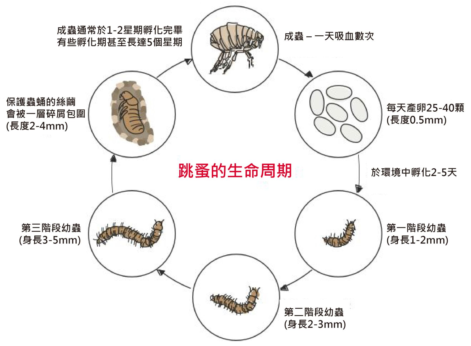 flea life cycle