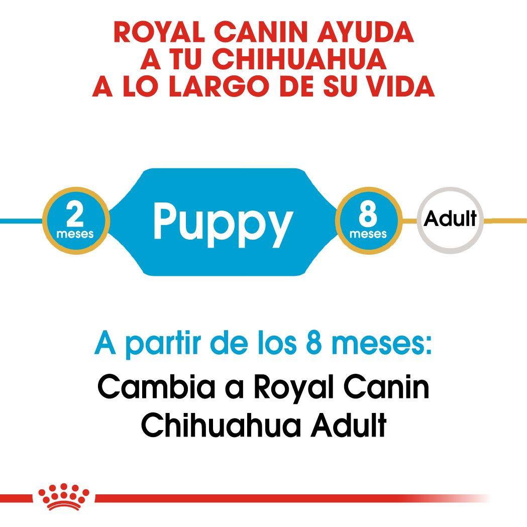 Chihuahua Puppy