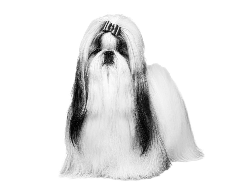 Shih tzu con cabello largo sentado, en blanco y negro