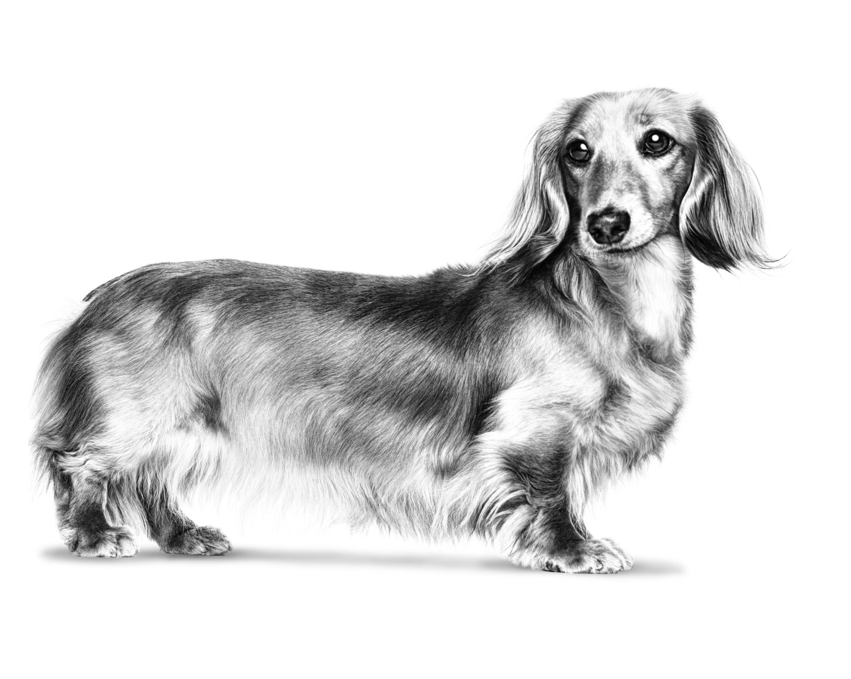 Dachshund Dog Standing