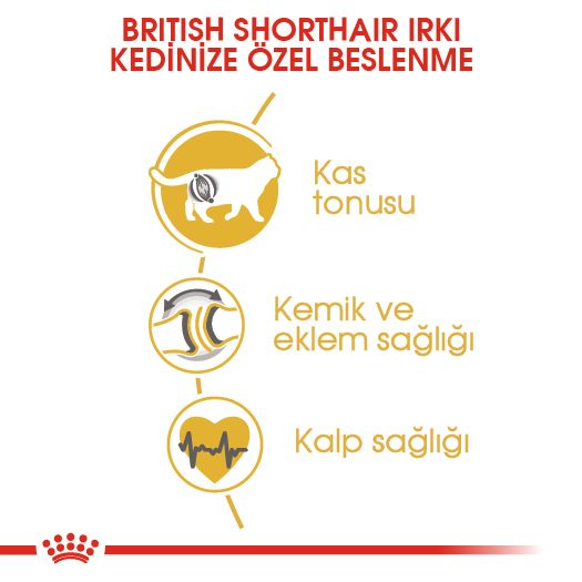 British Shorthair Adult Yetişkin Kedi Kuru Maması