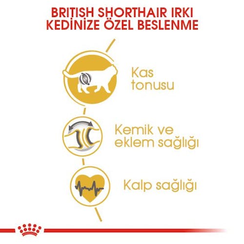 British Shorthair Adult