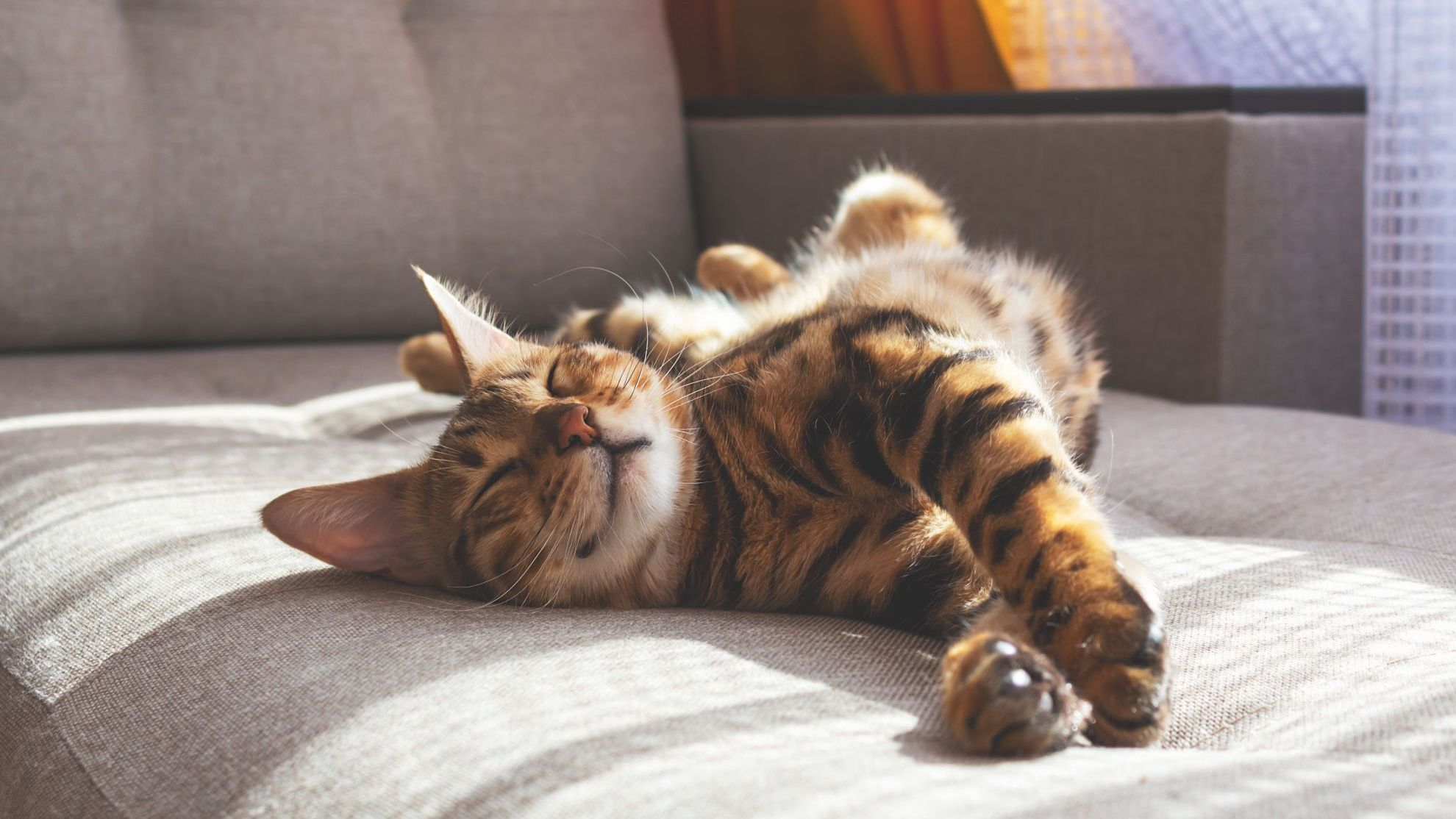Gatto bengala sdraiato sul divano