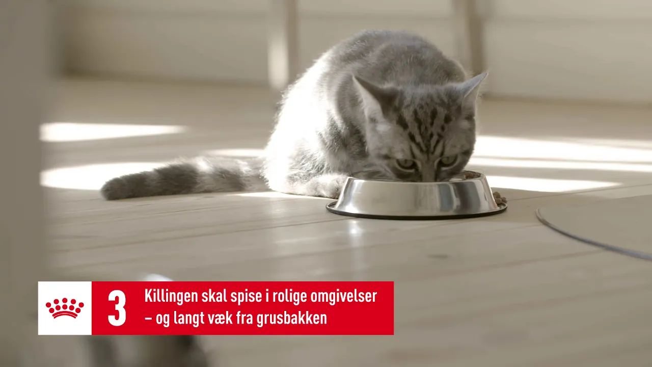 Sunde kostvaner for din killing