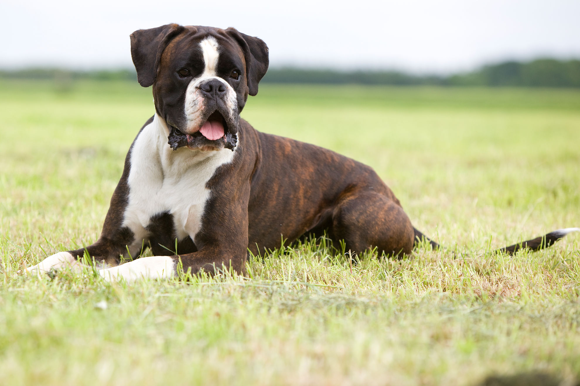 Boxer – Intelligent & lekfull ras | Royal Canin SE